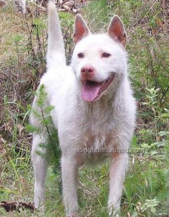 中国下司犬爆火海外：猎犬之王引领行业新风潮 🐾, 猎犬, 文化输出, 宠物经济, 遗传资源保护
